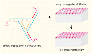 Read more about the article نانوساختارهای DNA بارگذاری شده با siRNA، نفوذپذیری اندوتلیال را بازیابی می کنند
